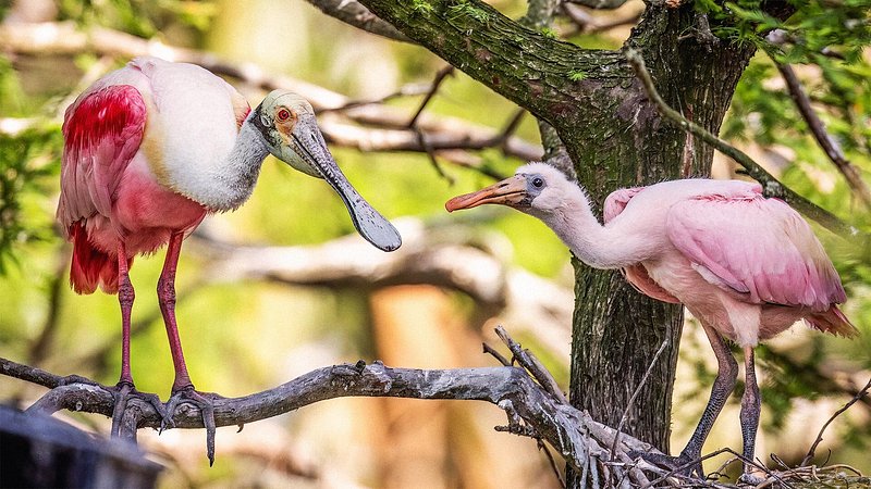 A Roseate Spoonbill wit h its young chick at the Everglades National Park, Florida