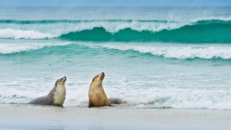 Two fur seals on the beach, Kangaroo Island, South Australia