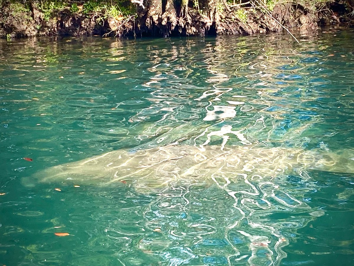 How to Rent Pontoon Boats? • Captain Mikes Swimming with the Manatees