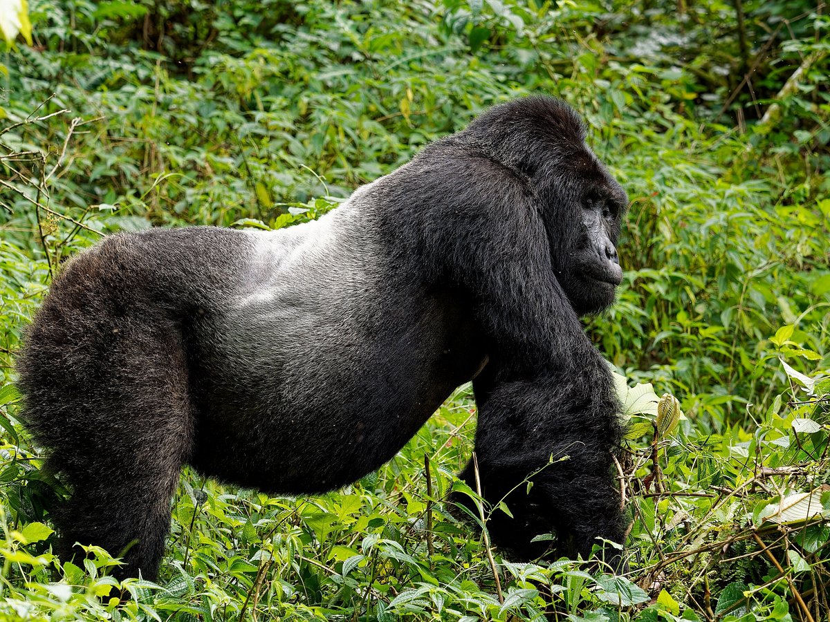 Bwindi Impenetrable National Park|Gorilla Trekking Safaris