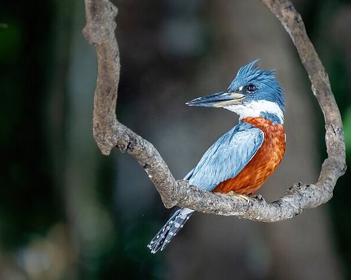 amazon river tour