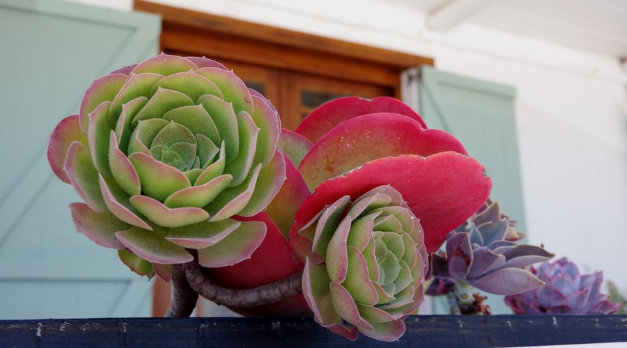 Succulents at the Manor entrance