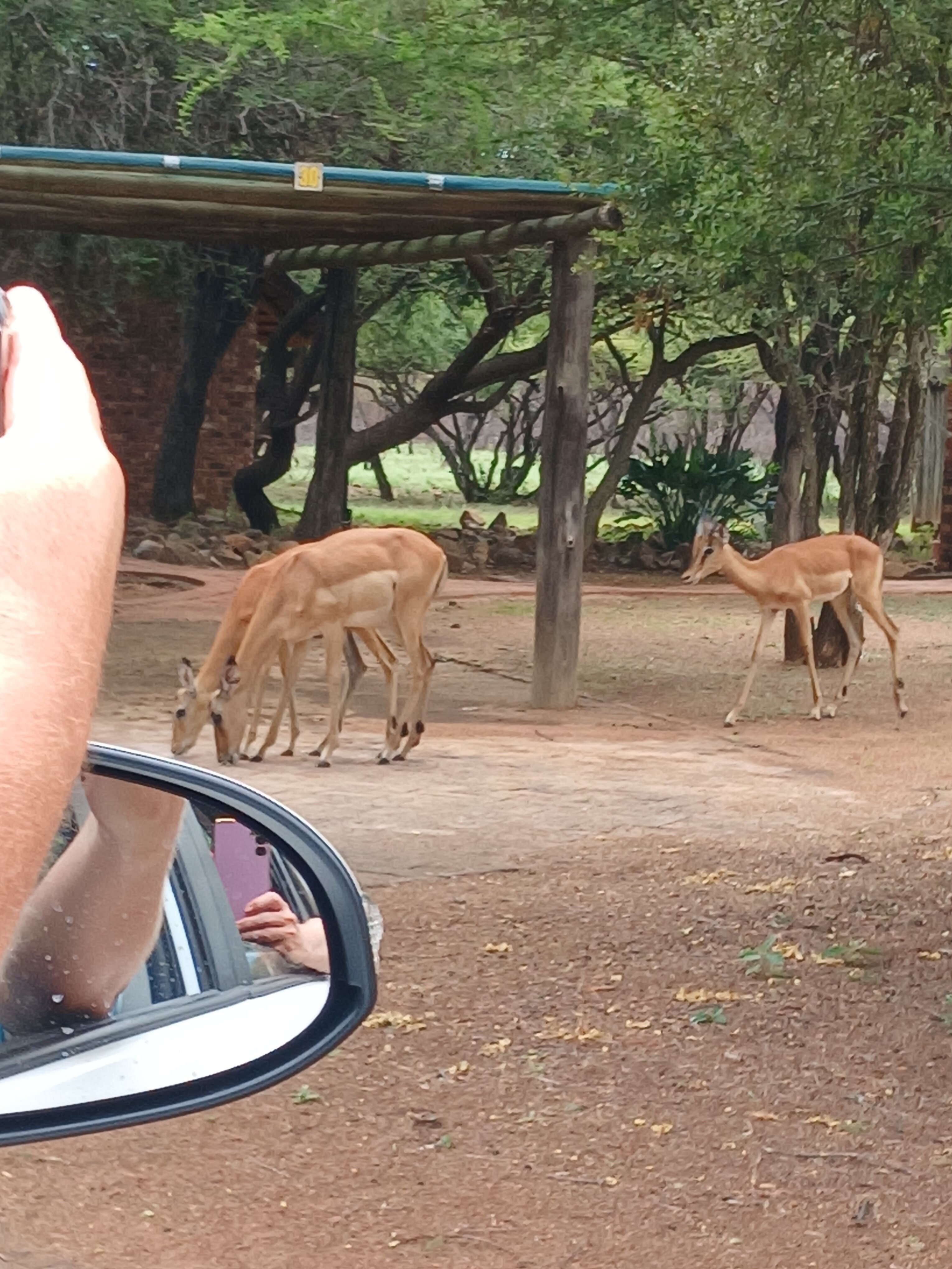 MANYANE RESORT - Prices & Reviews (Pilanesberg National Park, South Africa)