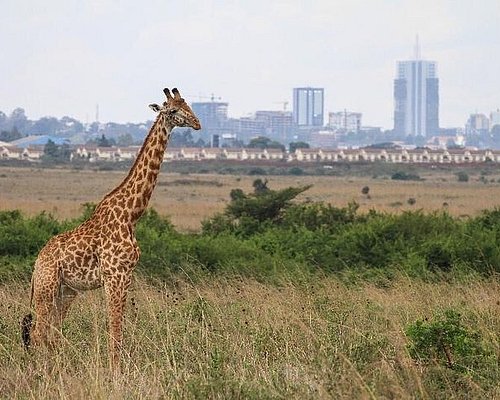 city tour nairobi kenya