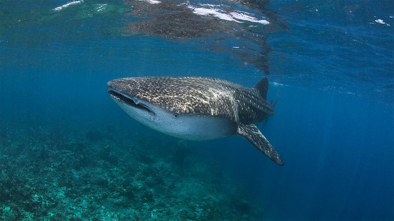 Whale Shark at Conrad Maldives Rangali Island