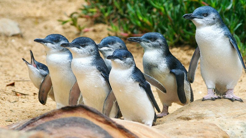Penguins on Phillip Island in Australia