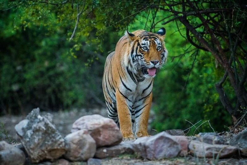 Ranthambore Safari Booking Sawai Madhopur Alles Wat U Moet Weten Voordat Je Gaat Met Fotos 