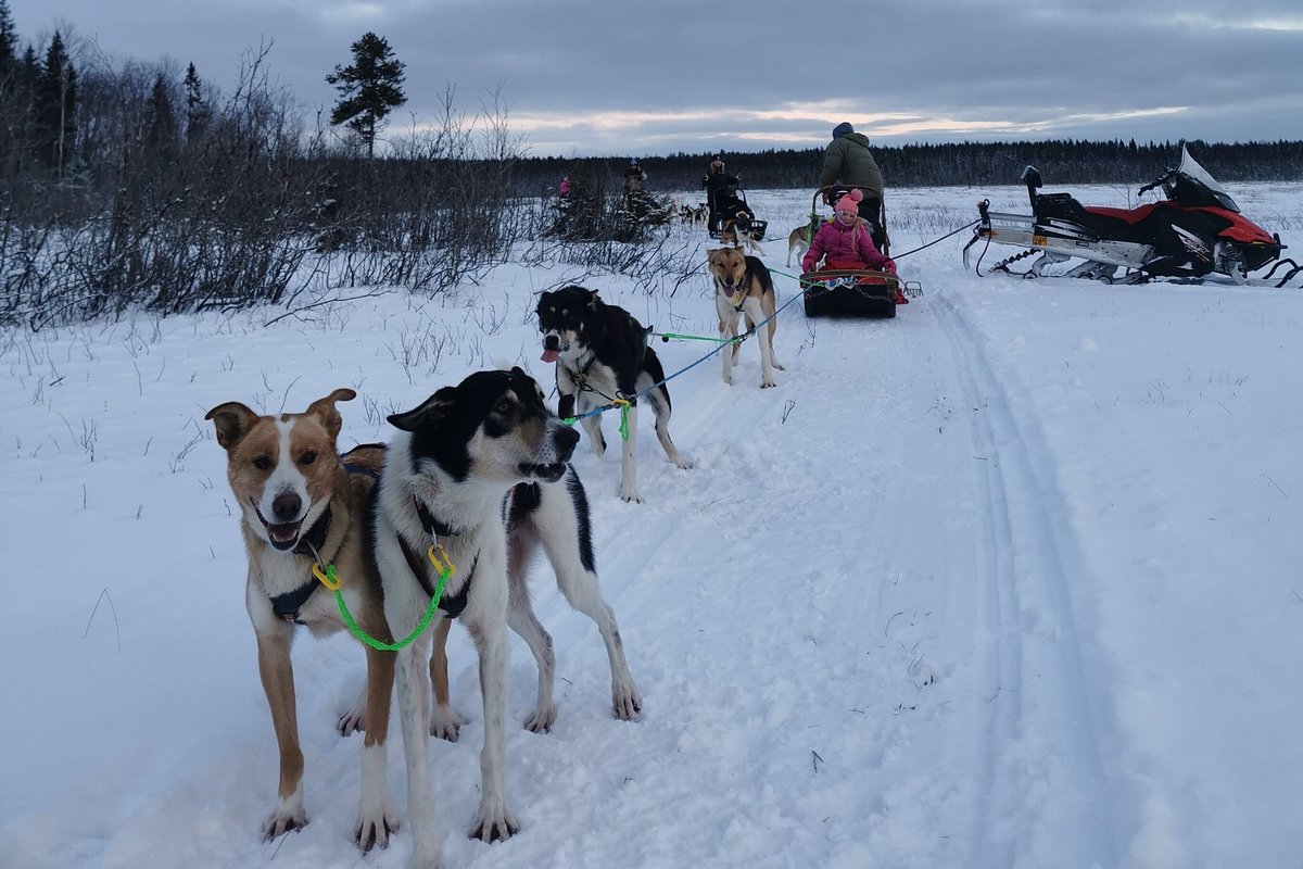 HHHUSKY (Kemi): Ce qu'il faut savoir pour votre visite (avec photos)