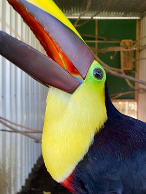 Sifflet Toucan En Céramique Du Costa Rica -  France