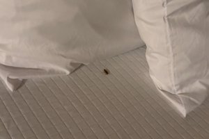 Room & Suite