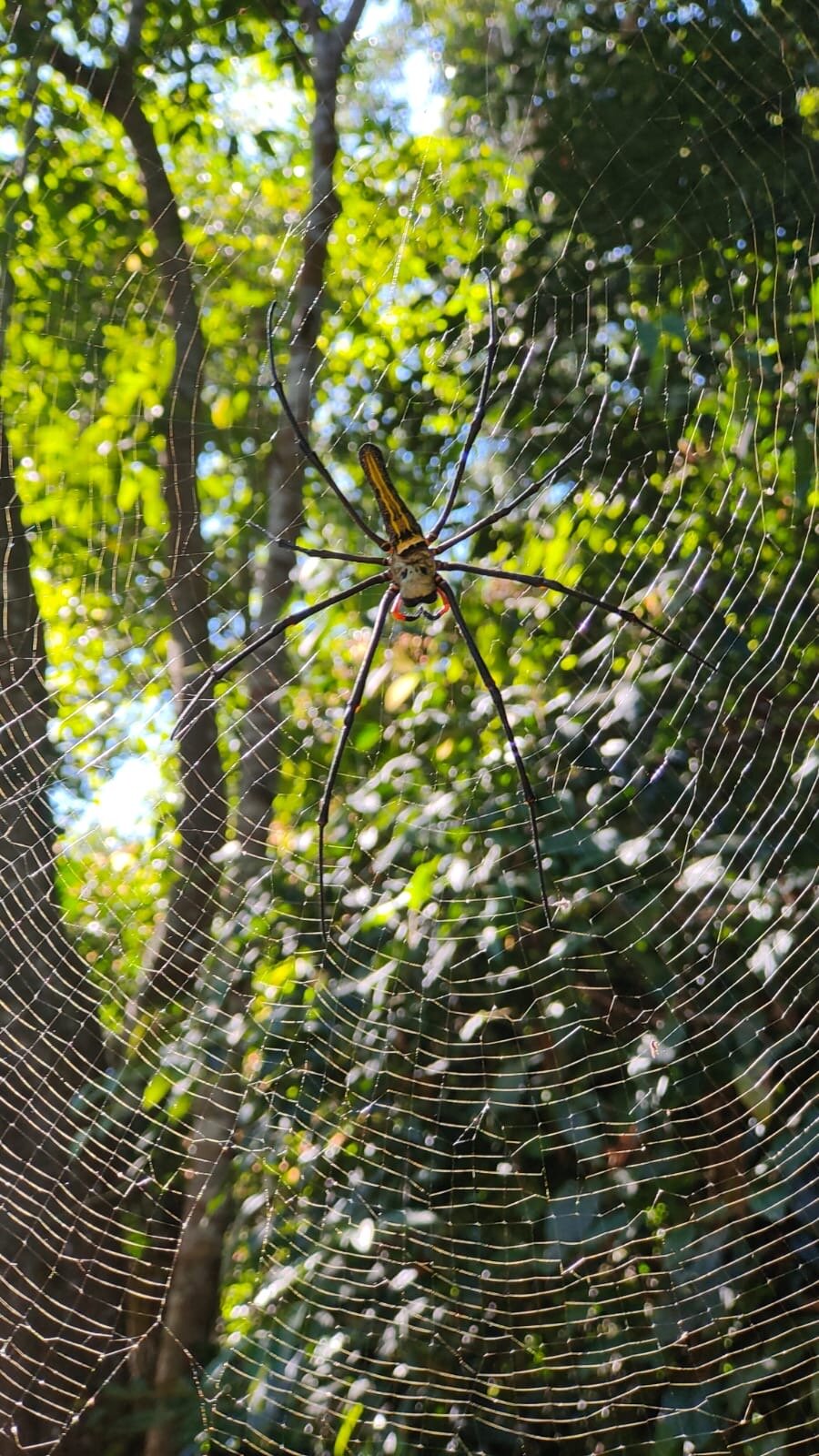 Khaoyai Jungle Tour and Photographer by Guide Jay (2025