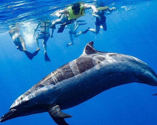 2024年 オアフ島のイルカと泳げる: オアフ島の 件のイルカと泳げるをチェックする トリップアドバイザー