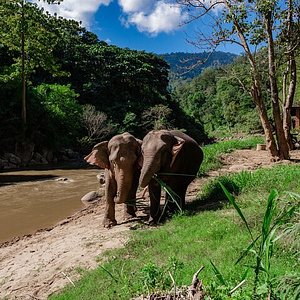 Elephant in Chiang Mai, Thailand - Baby Elephant For A Day (No riding)