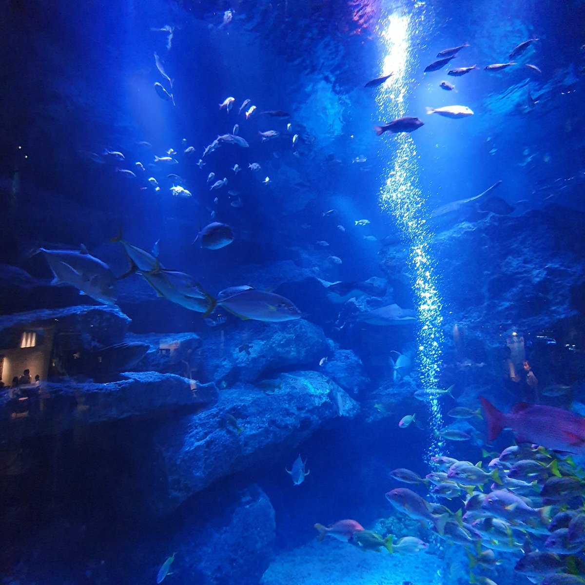 aquarium 