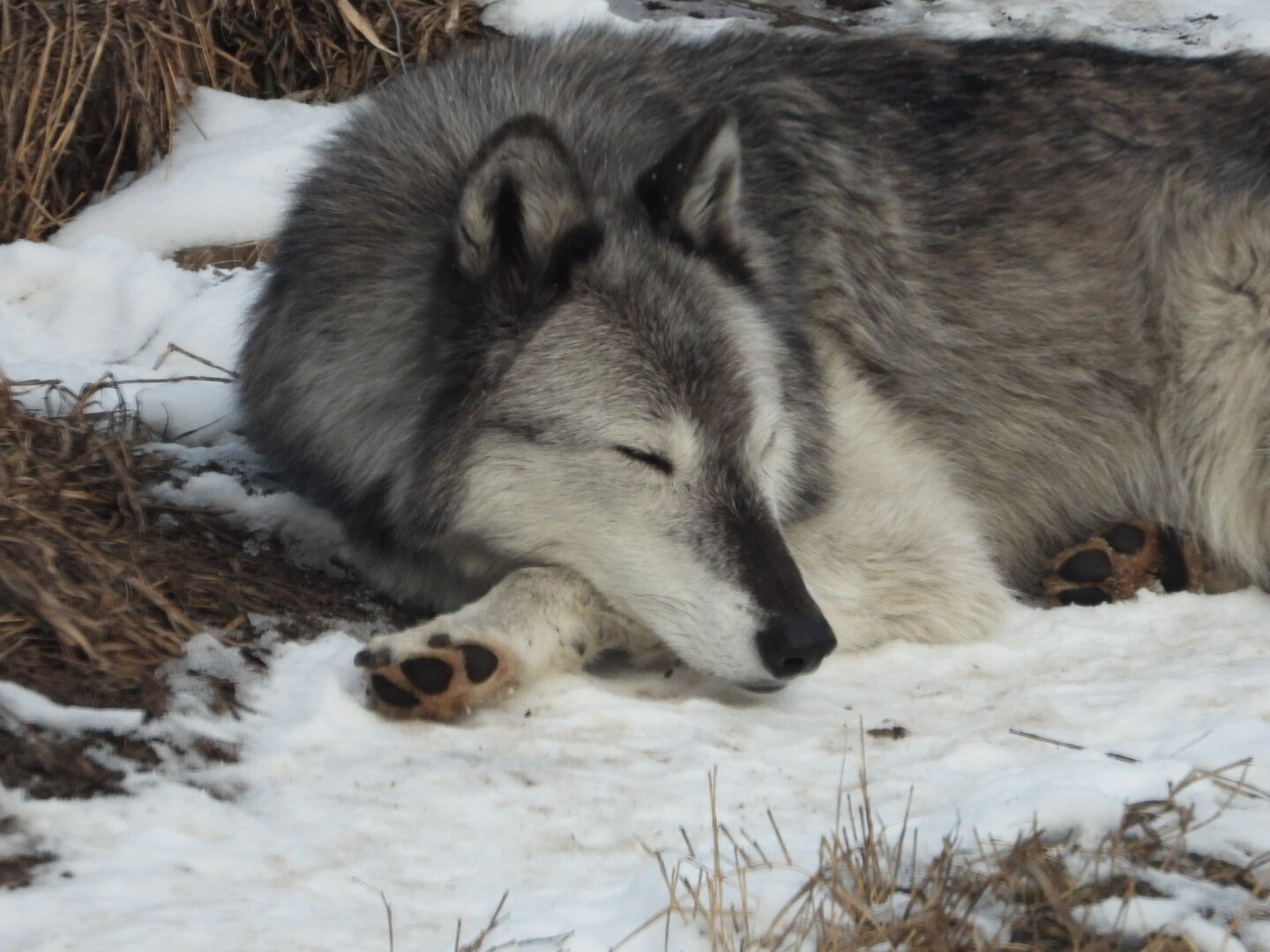 HOWLERS INN BED & BREAKFAST AND WOLF SANCTUARY - Updated 2024 Prices ...