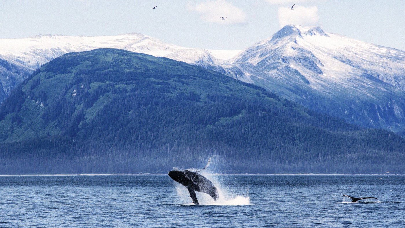 THE 15 BEST Things to Do in Juneau - 2024 (with Photos) - Tripadvisor