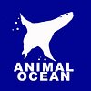 Animal Ocean Seal Snorkeling