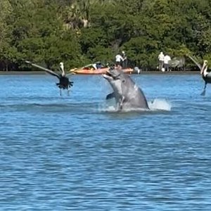 dolphin watch boat tours fort pierce florida