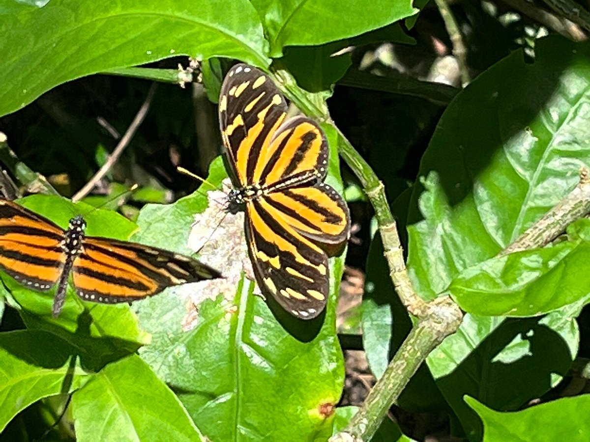 Monteverde Butterfly Garden (Jardin de Mariposas), Монтеверде: лучшие  советы перед посещением - Tripadvisor