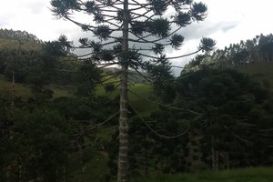 Viajante