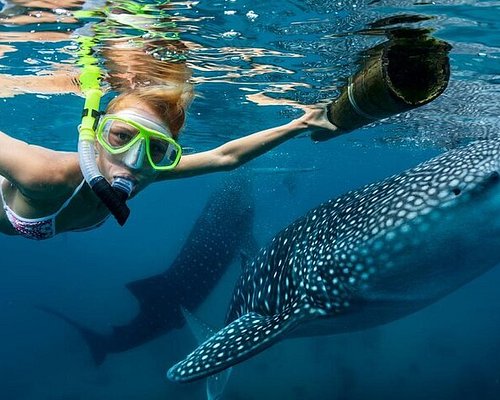 Cebu Island Shark Diving Activities
