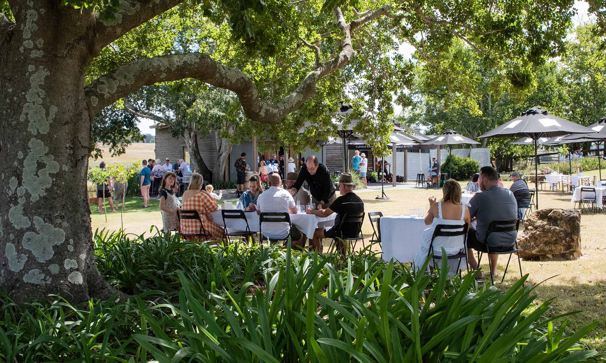 Clovely Estate Vineyard Cellar Door All You Need to Know BEFORE