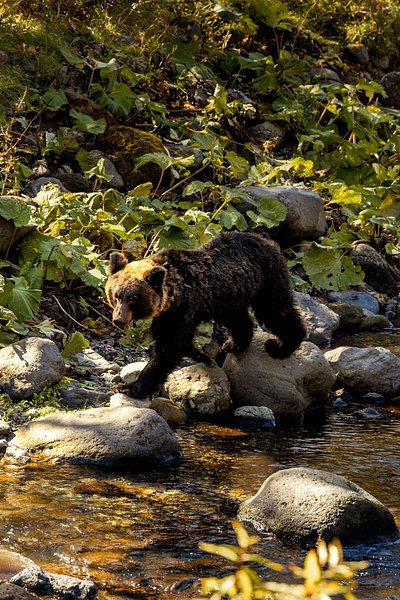 A wild bear at Iwaubetsu River