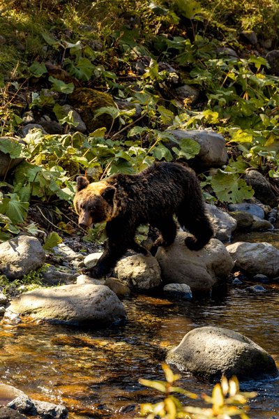 A wild bear at Iwaubetsu River