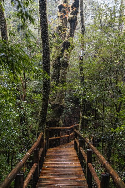 A boardwalk in Yakusugi Land