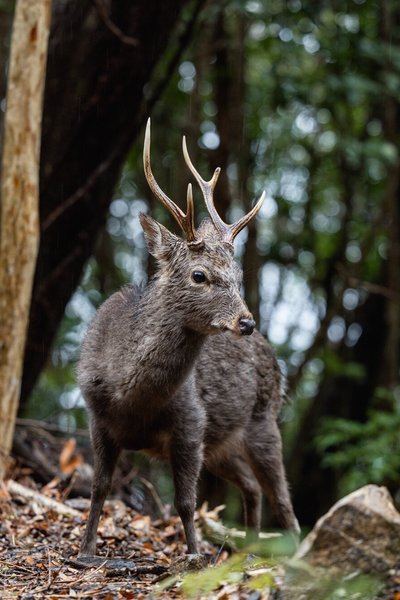 Yakushima deer 