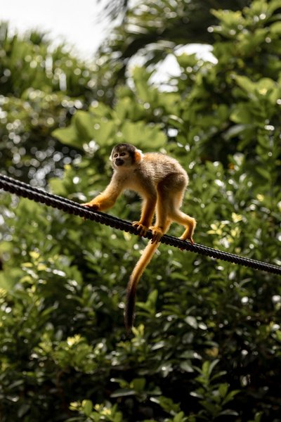 A wild monkey at Ishigaki