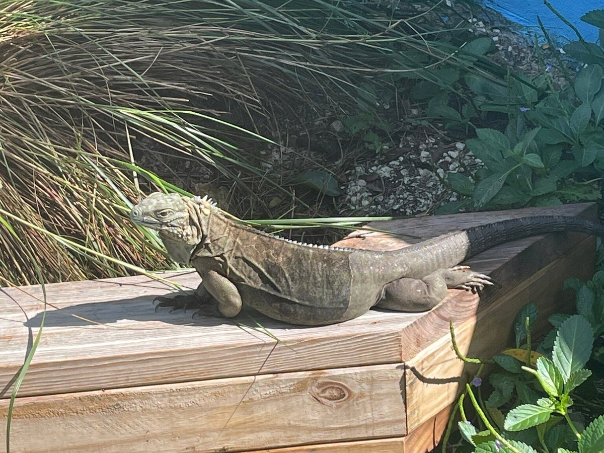 Blue Iguana Conservation Tour, North Side: лучшие советы перед посещением -  Tripadvisor