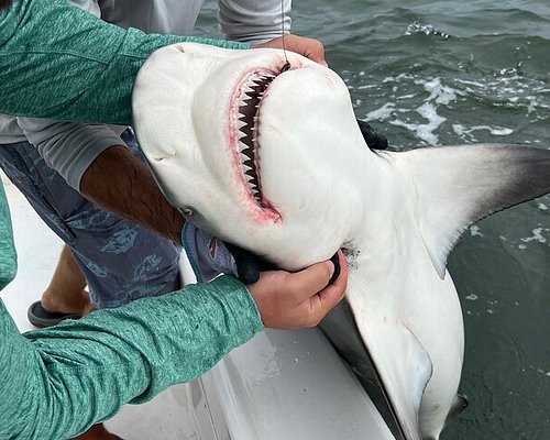 Shark Fishing Charters Clearwater Beach FL