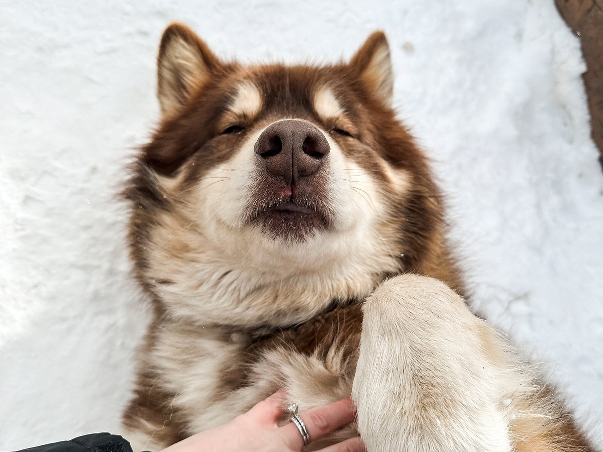 Musher Program — Rancho Luna Lobos