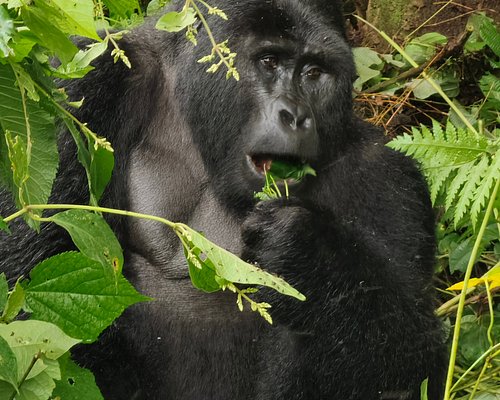 ngoni safaris uganda photos