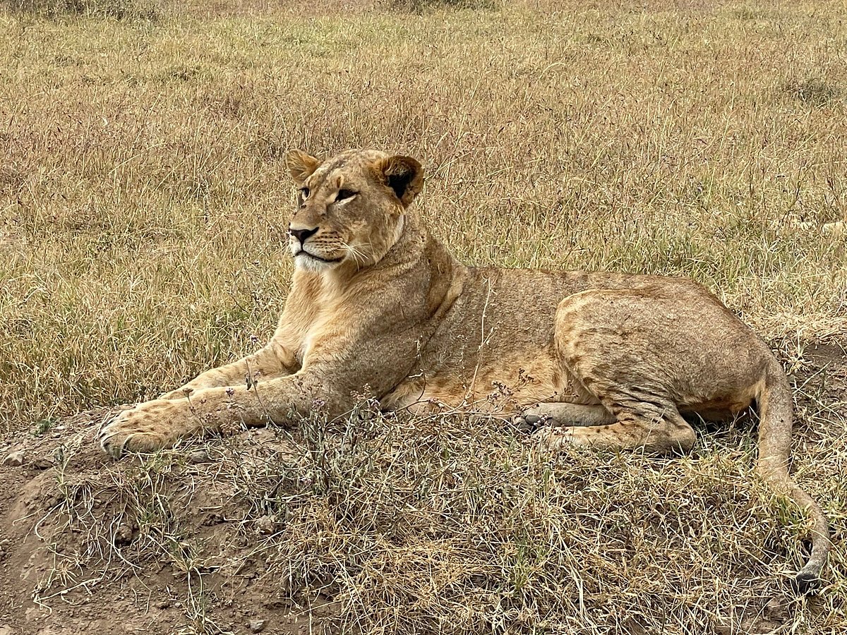 Big Time Safaris, Kenya Safari, Kenya and Tanzania Safaris