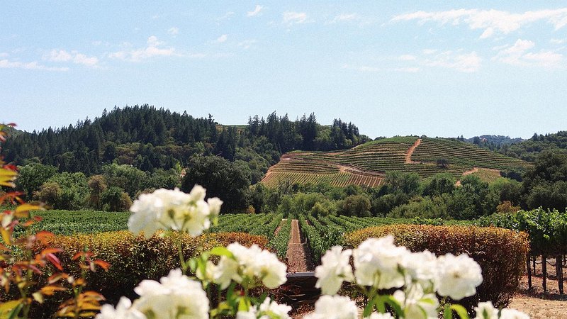 Vineyards in Napa Valley, California