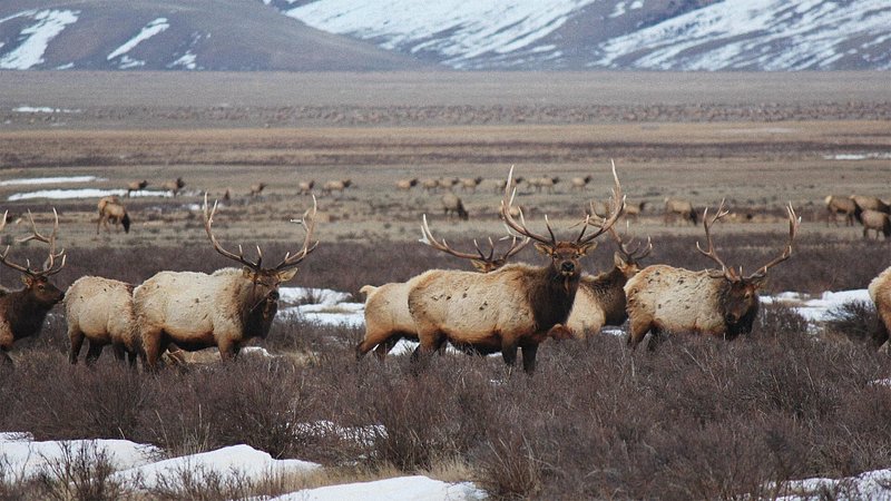 Elk Refuge in winter, in Jackson Hole, Wyoming