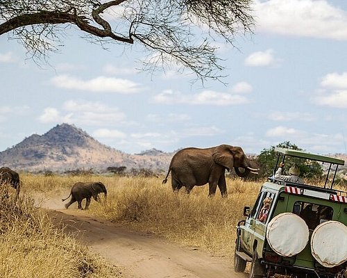 zanzibar escursione safari