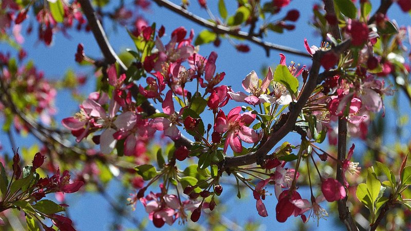 Cherry blossoms in Merced, California