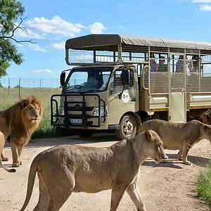 lion & safari park pelindaba road hartbeespoort broederstroom