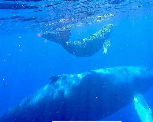 private whale watching tour kauai