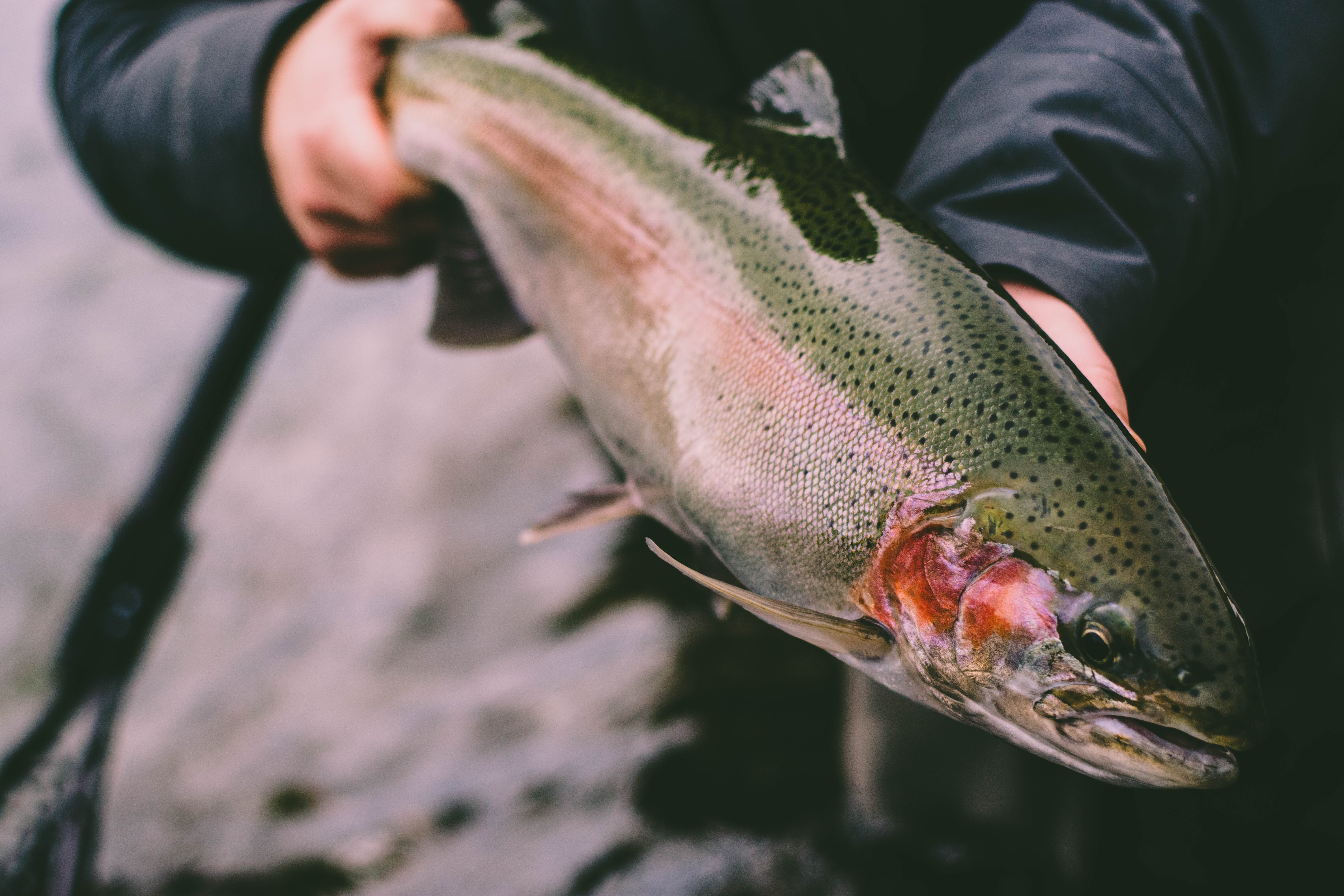 Douglaston Salmon Run Pulaski Tripadvisor
