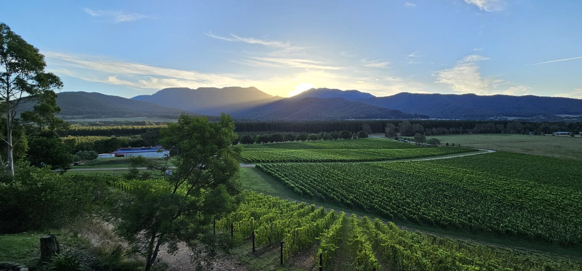 Feathertop Winery All You Need to Know BEFORE You Go 2024