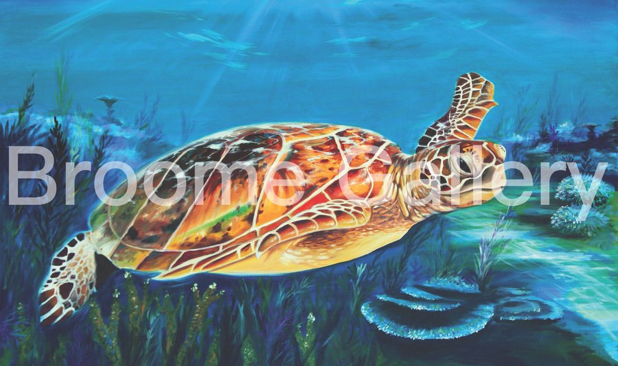 Turtles - Broome Gallery 