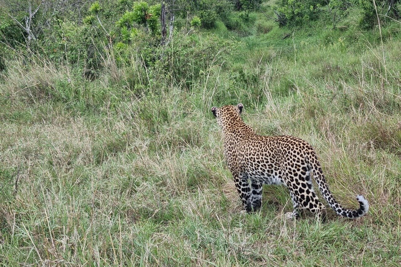 Blends Of Africa (Mara North Conservancy) - Lohnt Es Sich? Aktuell Für ...