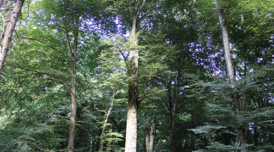 Foresta Umbra