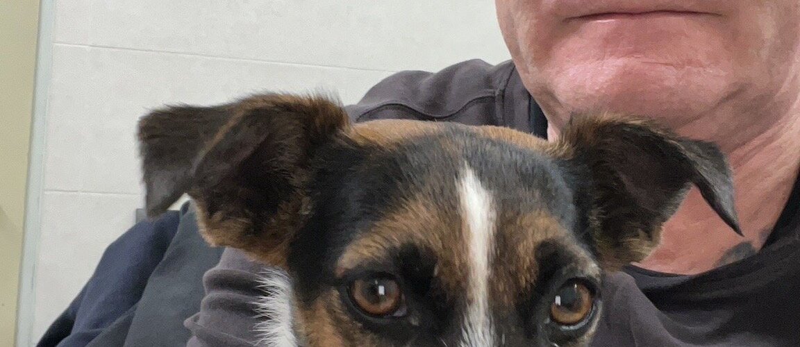 Pongo