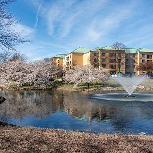 Hotel Exterior with Spring Cherry Blossoms