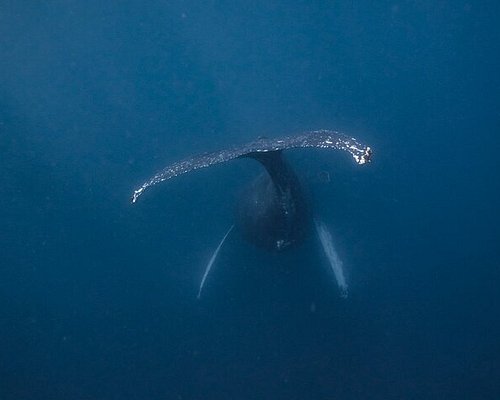 los cabos tour de ballenas